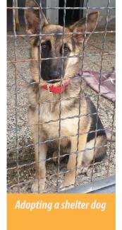 adopting a shelter dog