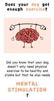 does your dog get enought exercice